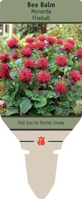 Bee Balm Monarda 'Fireball'