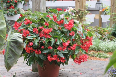 Begonia Angelwing Dragon Wing&reg; Red