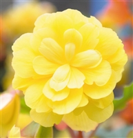 Begonia Tuberous Illumination&reg; Lemon