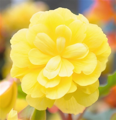 Begonia Tuberous Illumination&reg; Lemon