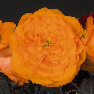 Begonia Tuberous Nonstop&reg; Mocca Bright Orange