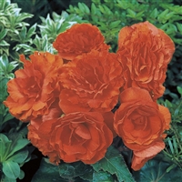 Begonia Tuberous Nonstop&#0153 Orange