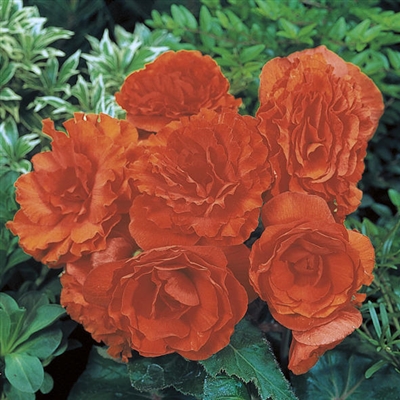 Begonia Tuberous Nonstop&#0153 Orange