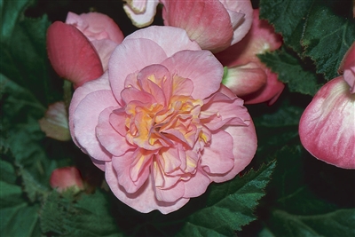 Begonia Tuberous Nonstop&#0153 Pink