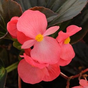 Begonia Whopper - Bronze Leaves, Rose Flowers