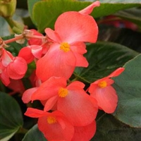 Begonia Whopper - Green Leaves, Red Flowers