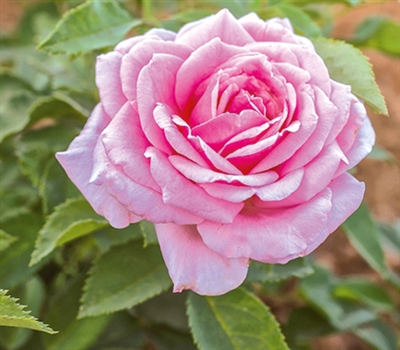 Belinda's Dream Floribunda Shrub Rose