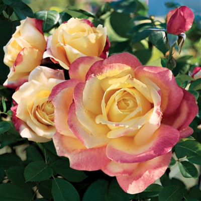 'Bella'roma' Hybrid Tea Rose