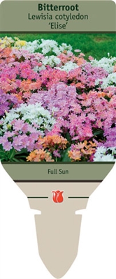 Bitterroot Lewisia cotyledon 'Elise'