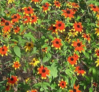 Black Eyed Susan Rudbeckia triloba 'Prairie Glow'