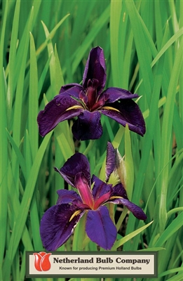 Black Gamecock Iris Louisiana