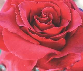 Black MagicÂ® Hybrid Tea Rose