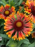 Blanket Flower Gaillardia aristata 'Spintop Copper Sun'