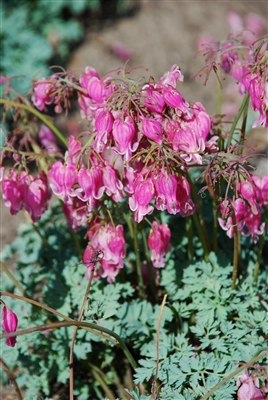 Bleeding Heart Fernleaf Dicentra 'King of Hearts'