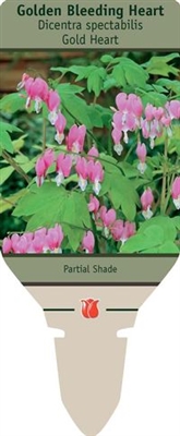 Bleeding Heart Dicentra spectabilis 'Gold Heart'