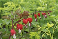 Bleeding Heart Dicentra spectabilis 'Valentine'