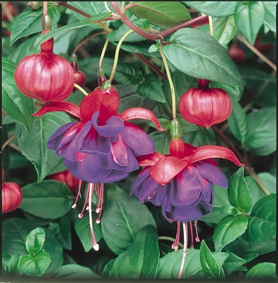 Fuchsia - Blue Eyes