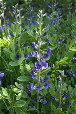 Blue Indigo Baptisia Australis