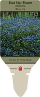 Blue Star Flower Amsonia 'Blue Ice'