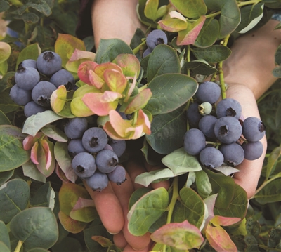 Blueberry Vaccinium Jersey