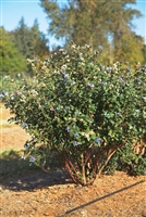 Blueberry Vaccinium Perpetua