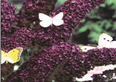 Butterfly Bush Buddleia Buzz Black Knight