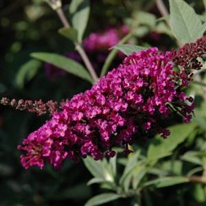 Butterfly Bush Buddleia Buzz Velvet