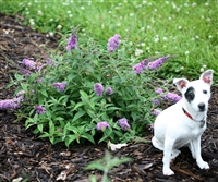 Butterfly Bush Buddleia Lo & Behold&reg; 'Lilac Chip'