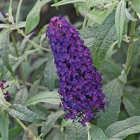 Butterfly Bush Buddleia Monarch Dark Dynasty