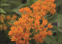 Butterfly Flower Asclepias Tuberosa Orange