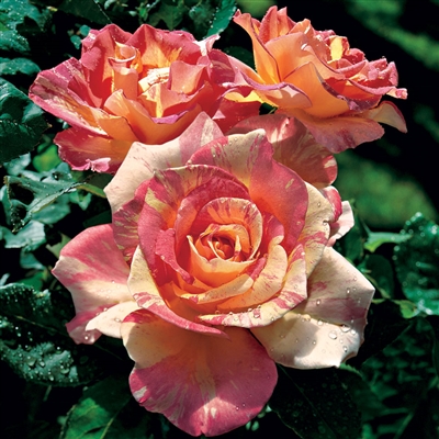 Cabanaâ„¢ Hybrid Tea Rose