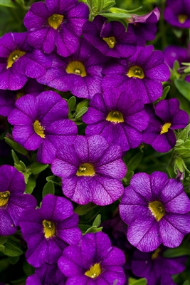 Calibrachoa Superbells&reg; Blue