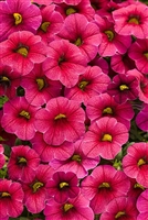 Calibrachoa Superbells&reg; Cherry Red