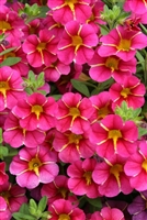 Calibrachoa Superbells&reg; Cherry Star