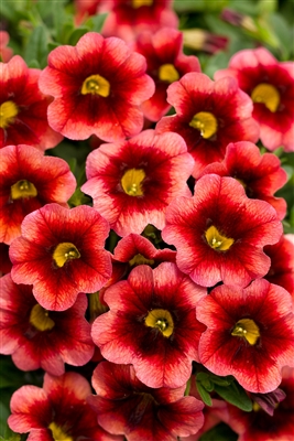 Calibrachoa Superbells&reg; Coralberry Punch