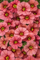 Calibrachoa Superbells&reg; Coraline