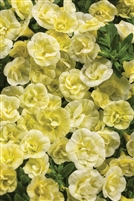 Calibrachoa Superbells&reg; Double Chiffon