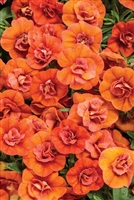 Calibrachoa Superbells Double Orange