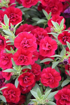 Calibrachoa Superbells Double Ruby