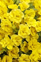 Calibrachoa Superbells Double Yellow