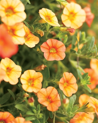 Calibrachoa Superbells&reg; Dreamsicle