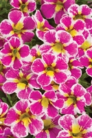 Calibrachoa Superbells Holy Cow!