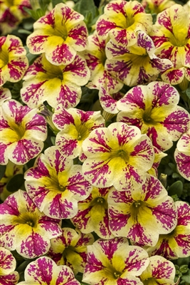 Calibrachoa Superbells&reg; Holy Moly