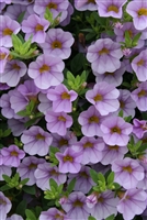 Calibrachoa Superbells&reg; Miss Lilac