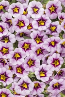 Calibrachoa Superbells Morning Star