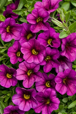 Calibrachoa Superbells&reg; Plum