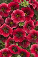 Calibrachoa Superbells&reg; Pomegranate Punch