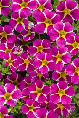 Calibrachoa Superbells Rising Star