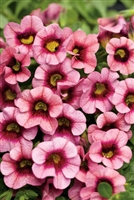 Calibrachoa Superbells&reg; Strawberry Punch