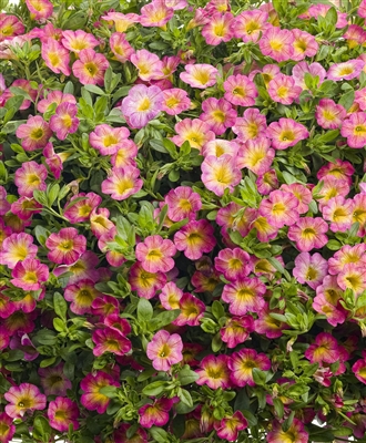 Calibrachoa Superbells&reg; Sweet Tart